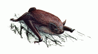 Нетопырь натузиуса-изображение