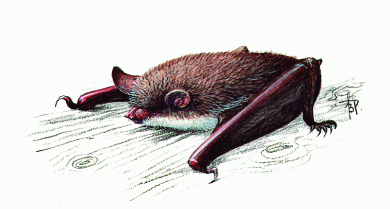 O ночница Наттерера — Myotis nattereri (Kuhl, 1818)