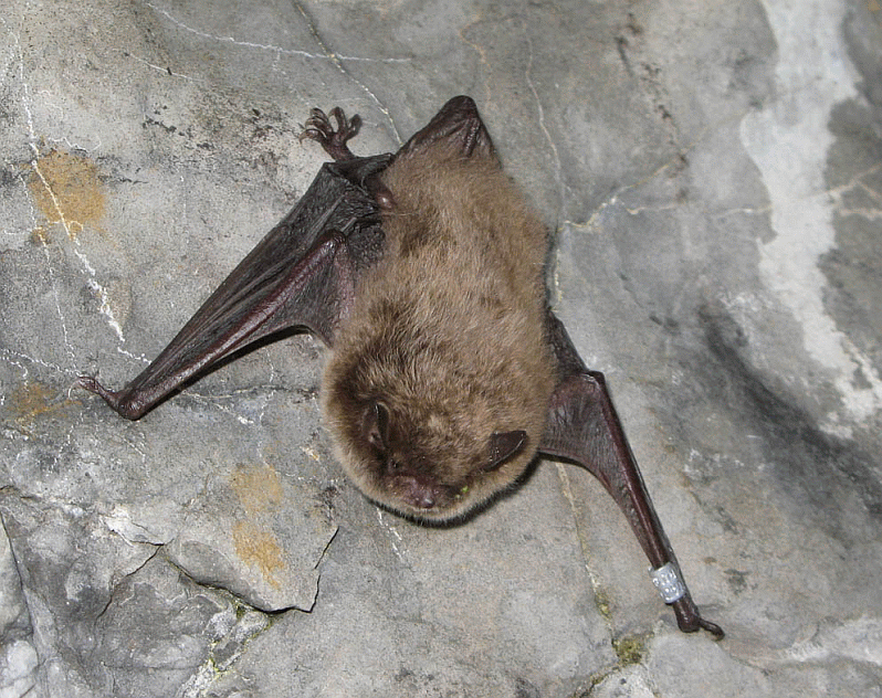 Водяная ночница Myotis daubentoni Kuhl, 1819